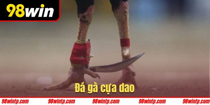 Đá gà cựa dao là hình thức được yêu thích tại 98WIN