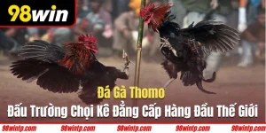 Đá gà Thomo